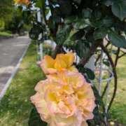 ヒメ日記 2025/06/21 09:32 投稿 ナナセ 黄金の口 本店