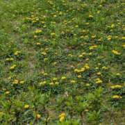 ヒメ日記 2025/06/25 09:42 投稿 ナナセ 黄金の口 本店