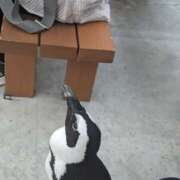 ヒメ日記 2025/07/26 13:46 投稿 ナナセ 黄金の口 本店