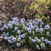 ヒメ日記 2025/08/03 16:42 投稿 ナナセ 黄金の口 本店