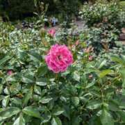 ヒメ日記 2025/08/23 12:02 投稿 ナナセ 黄金の口 本店