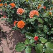 ヒメ日記 2025/10/24 12:57 投稿 ナナセ 黄金の口 本店