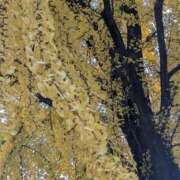 ヒメ日記 2025/11/27 16:57 投稿 ナナセ 黄金の口 本店