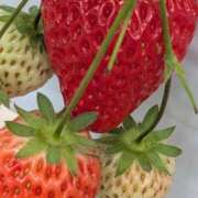 ヒメ日記 2026/02/19 11:45 投稿 ナナセ 黄金の口 本店