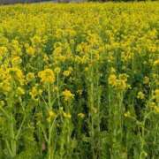 ヒメ日記 2026/02/24 16:35 投稿 ナナセ 黄金の口 本店