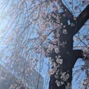 ヒメ日記 2026/03/15 15:05 投稿 ナナセ 黄金の口 本店