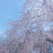 ヒメ日記 2026/03/24 21:55 投稿 ナナセ 黄金の口 本店