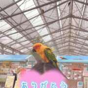 ヒメ日記 2026/06/26 09:55 投稿 ナナセ 黄金の口 本店