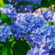 ヒメ日記 2025/05/29 10:34 投稿 あん 和風パブ大江戸