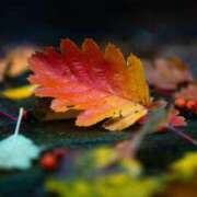 あん 今週の予定です🍂 和風パブ大江戸