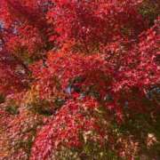 ヒメ日記 2025/11/16 08:00 投稿 みらい 松本人妻隊