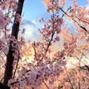 ヒメ日記 2025/04/15 10:50 投稿 みさき 松本人妻隊