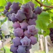 ヒメ日記 2025/07/25 16:02 投稿 永尾 亜子 Sチャンネル