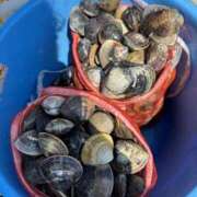 ヒメ日記 2025/04/29 01:18 投稿 アヤ ヴィーナス(金津園)