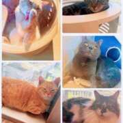 えりか もふもふに癒された🐶🐱 大宮至極のエステ～大人のアロマ～
