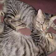 ヒメ日記 2025/03/20 01:13 投稿 きょうか☆小柄なお淑やか美人 大崎・古川 デリヘル 激安王