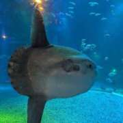 ヒメ日記 2025/05/01 00:06 投稿 たかつき 丸妻 厚木店