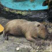 ヒメ日記 2025/07/29 16:32 投稿 たかつき 丸妻 厚木店