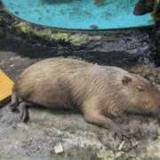 たかつき ごめんなさい💦 丸妻 厚木店