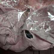 ヒメ日記 2025/04/26 19:03 投稿 たかさき 丸妻 厚木店