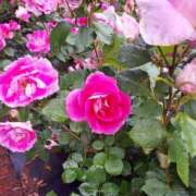 ヒメ日記 2025/06/16 21:30 投稿 たかさき 丸妻 厚木店