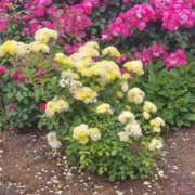 ヒメ日記 2025/10/15 11:50 投稿 たかさき 丸妻 厚木店