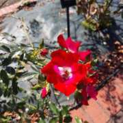 ヒメ日記 2025/10/26 08:36 投稿 たかさき 丸妻 厚木店