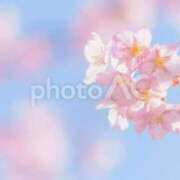 ヒメ日記 2026/03/30 21:39 投稿 たかさき 丸妻 厚木店