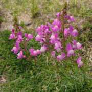 ヒメ日記 2025/04/30 13:48 投稿 あんず 丸妻 厚木店