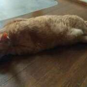 ヒメ日記 2025/06/02 14:18 投稿 あんず 丸妻 厚木店