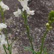 ヒメ日記 2025/06/07 23:12 投稿 あんず 丸妻 厚木店