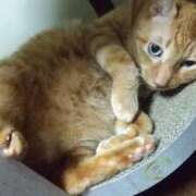 ヒメ日記 2025/06/19 08:27 投稿 あんず 丸妻 厚木店