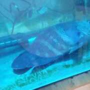 ヒメ日記 2025/06/21 21:03 投稿 あんず 丸妻 厚木店