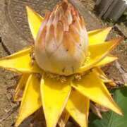 ヒメ日記 2025/06/25 12:18 投稿 あんず 丸妻 厚木店