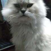 ヒメ日記 2025/07/16 16:30 投稿 あんず 丸妻 厚木店