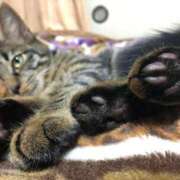 ヒメ日記 2025/07/19 07:51 投稿 あんず 丸妻 厚木店