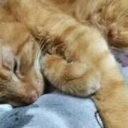 ヒメ日記 2025/07/22 04:06 投稿 あんず 丸妻 厚木店