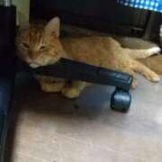 ヒメ日記 2025/08/04 19:47 投稿 あんず 丸妻 厚木店