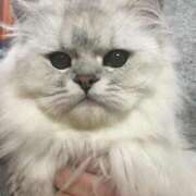 ヒメ日記 2025/08/17 11:55 投稿 あんず 丸妻 厚木店