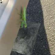 ヒメ日記 2025/09/25 15:46 投稿 あんず 丸妻 厚木店