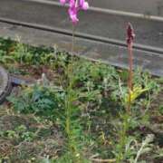 ヒメ日記 2026/02/05 10:15 投稿 あんず 丸妻 厚木店