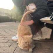 にいがき こんにちは 丸妻 厚木店