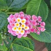 ヒメ日記 2026/07/11 14:56 投稿 しらき モアグループ丸妻厚木店