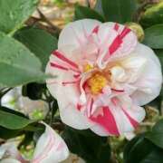 あゆみ 出勤してます 汁婆クラブ