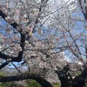 ヒメ日記 2026/03/30 11:18 投稿 ひなた ウルトラハピネス