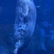 ヒメ日記 2026/03/21 11:53 投稿 鹿野ゆりな 池袋パラダイス