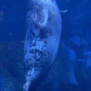 ヒメ日記 2026/03/21 12:09 投稿 鹿野ゆりな 池袋パラダイス