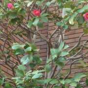 ヒメ日記 2026/04/03 17:40 投稿 葉月ももこ ミセス大阪十三店