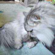 ヒメ日記 2024/12/23 20:04 投稿 うみ ぷるるん小町日本橋店