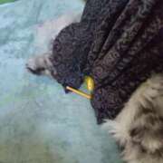 ヒメ日記 2024/12/25 19:01 投稿 うみ ぷるるん小町日本橋店